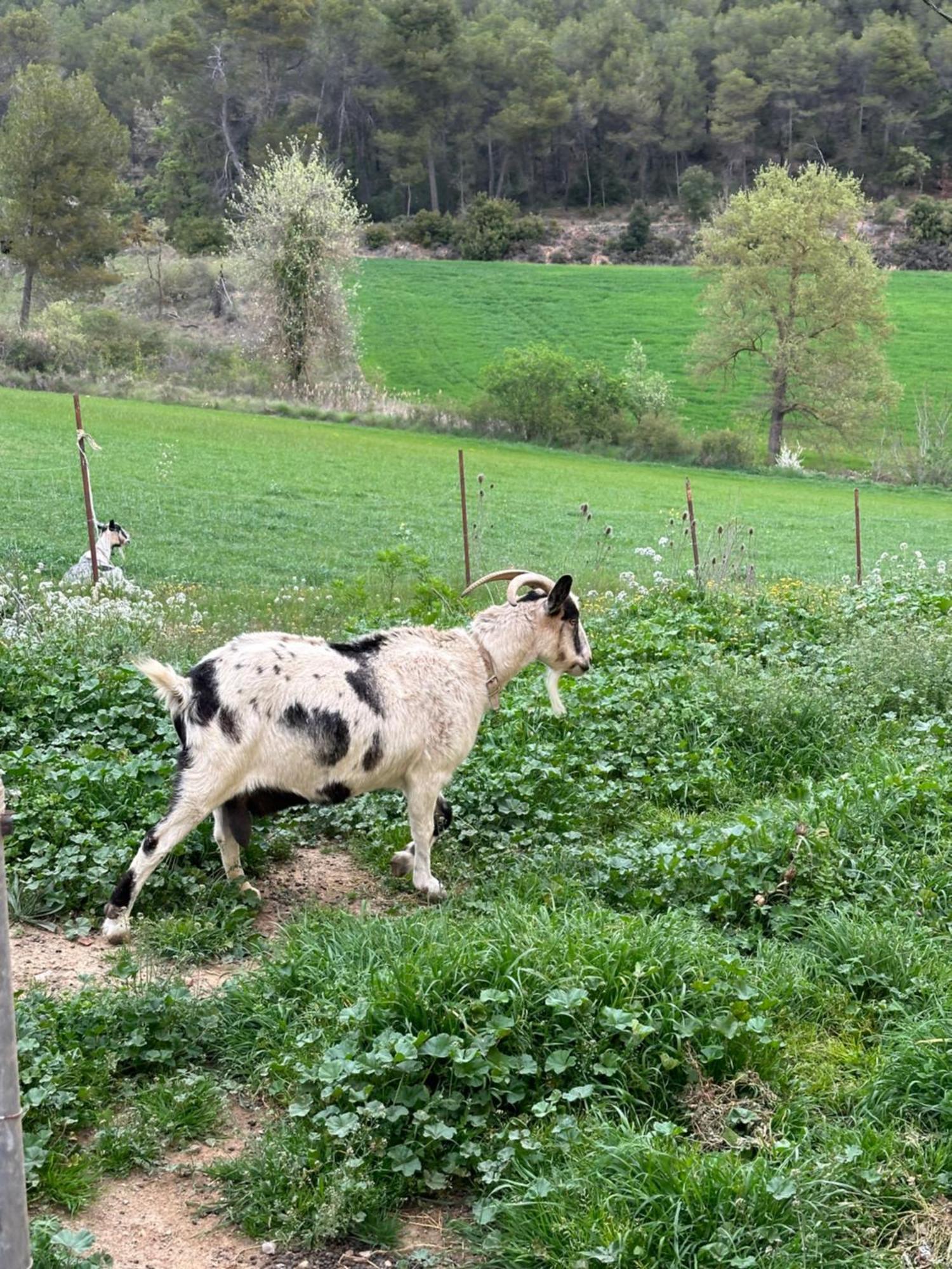 Ca L'Oreneta El Pla de Manlleu Exterior foto
